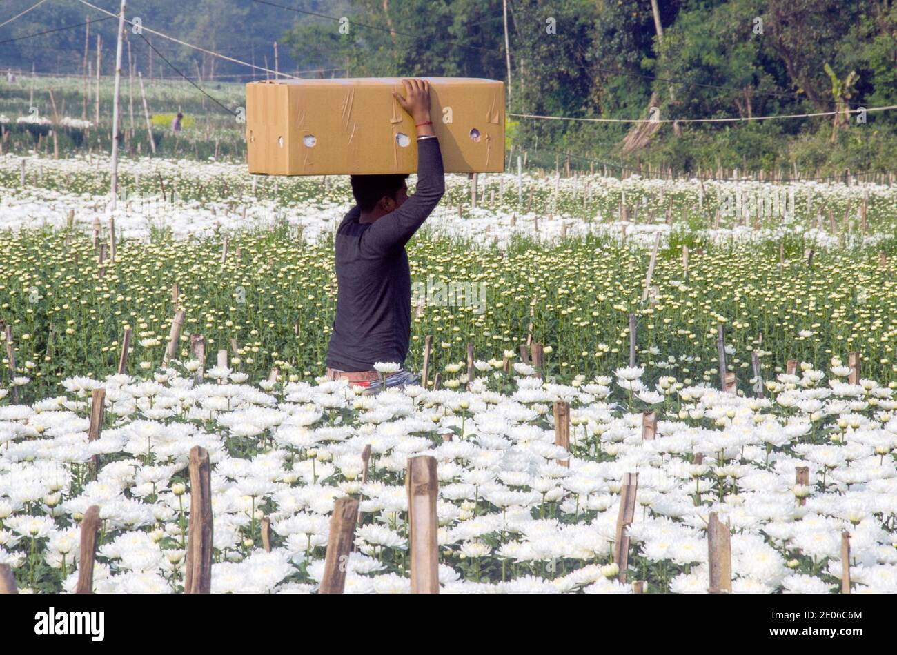 Après avoir cueillir des fleurs dans un champ de fleurs de chrysanthème dans la campagne Midnapore, les boîtes sont saisies et envoyées dans divers États de l'inde. Banque D'Images
