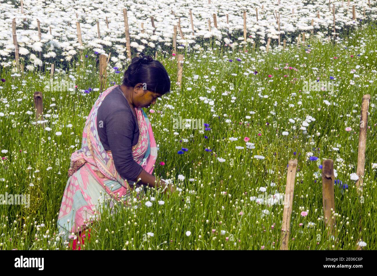 Les fleuristes adultes dans un champ de fleurs de chrysanthème blanc dans Midnapore rural sont occupés à cueillir des chrysanthèmes. Banque D'Images