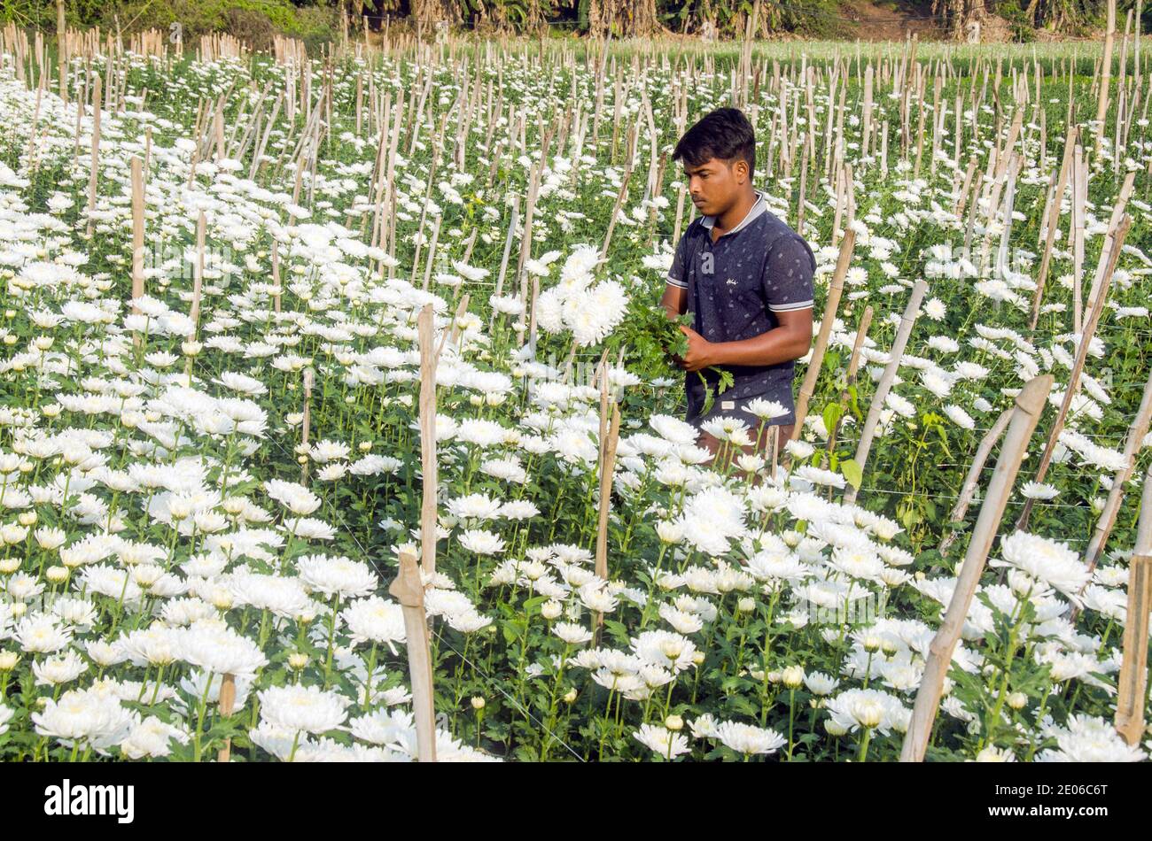 Les fleuristes adultes dans un champ de fleurs de chrysanthème blanc dans Midnapore rural sont occupés à cueillir des chrysanthèmes. Banque D'Images
