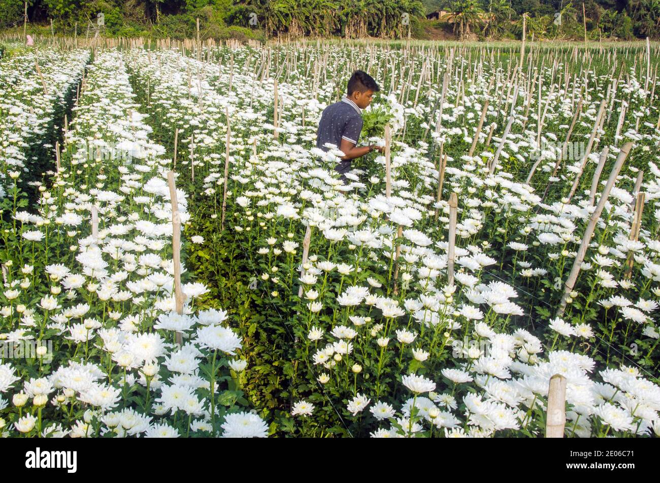 Les fleuristes adultes dans un champ de fleurs de chrysanthème blanc dans Midnapore rural sont occupés à cueillir des chrysanthèmes. Banque D'Images