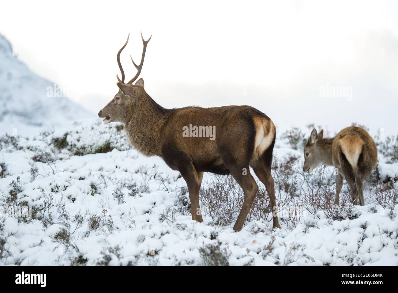 Glencoe, Écosse, Royaume-Uni. 30 décembre 2020. Photo : cerf à Glencoe avec la célèbre montagne Buachaville Etive Mòr comme toile de fond. Depuis que l'Écosse a été mise en confinement à la phase 4, les gens sont venus pour nourrir les cerfs qui se déplacent à l'état sauvage dans le glen, tentant le troupeau de cerfs à partir du sol supérieur. Crédit : Colin Fisher/Alay Live News Banque D'Images