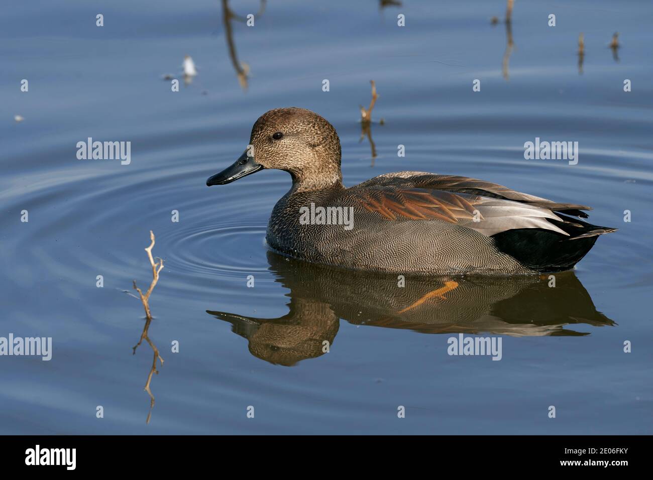 Mâle Gadwall (Mareca strepera), comté de Glenn en Californie Banque D'Images