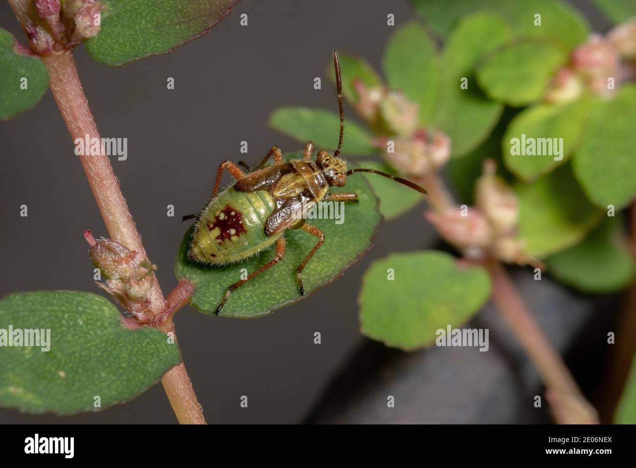 Green True Bugs nymph du sous-ordre Heteroptera Banque D'Images