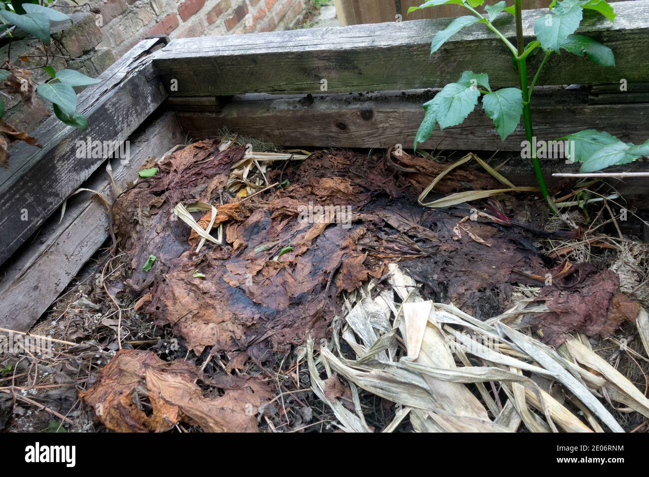 La matière organique pourrie dans le bac à compost du jardin Banque D'Images