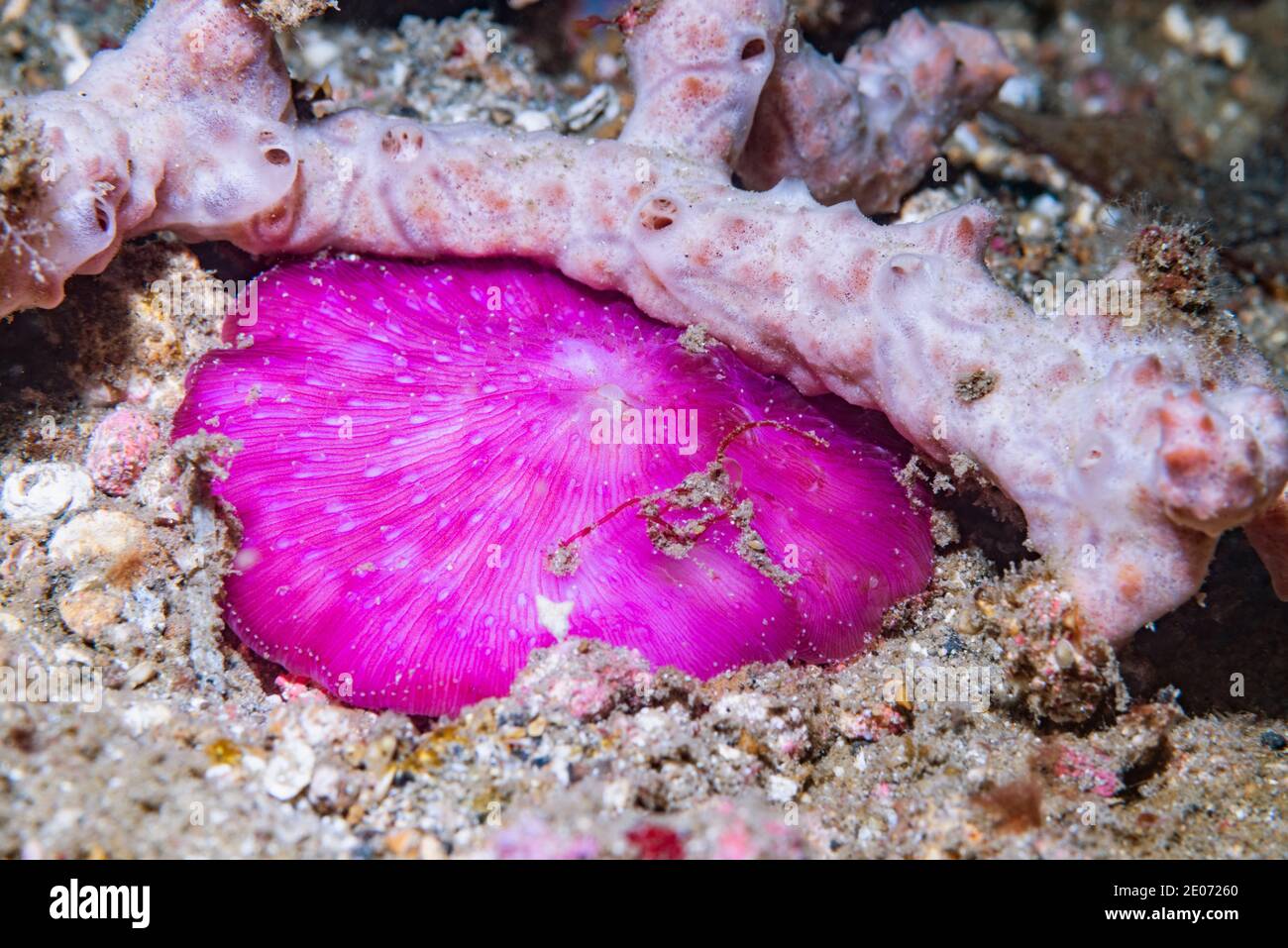 Corail aux champignons [Fungia sp.] Détroit de Lembeh, Nord de Sulawesi, Indonésie. Banque D'Images