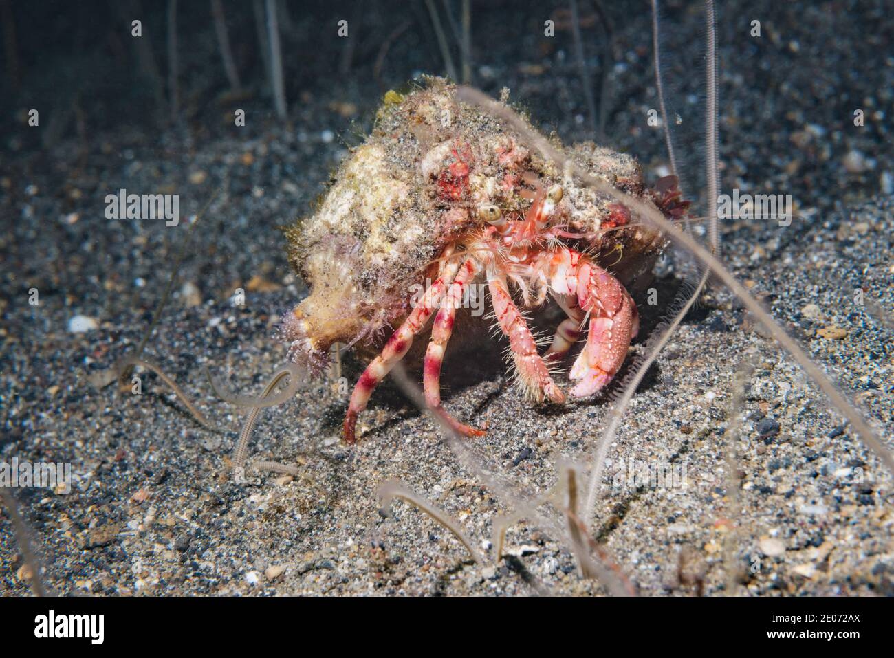 Crabe d'anémone [Dardanus gemmatus] dans un champ de vers. Détroit de Lembeh, Nord de Sulawesi, Indonésie. Banque D'Images