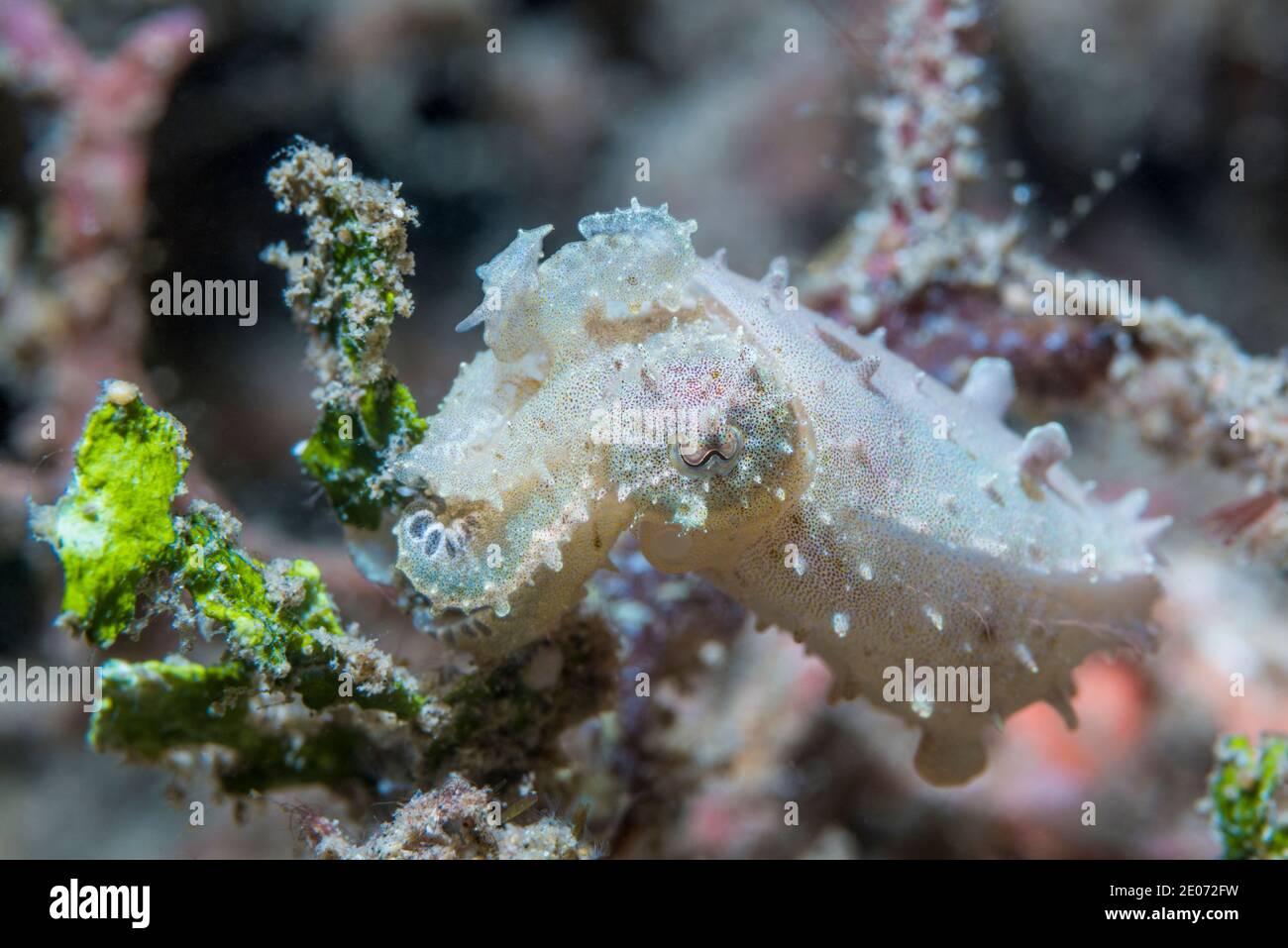 Seiches crénoïdes [Sepia sp]. Détroit de Lembeh, Noth Sulawesi, Indonésie. Banque D'Images