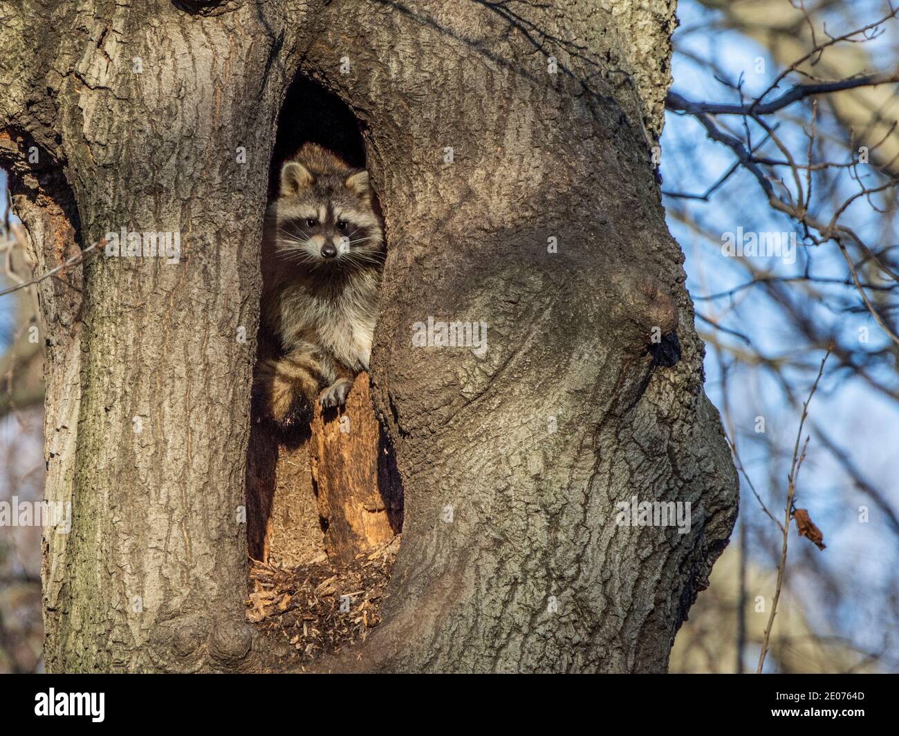 Le raton laveur se délaçant du creux de l'arbre sous la lumière du soleil Banque D'Images