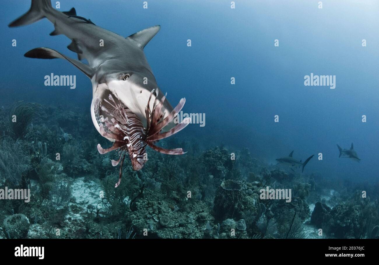 Gros plan sur le requin du récif des Caraïbes (Carcharhinus perezi) Manger un poisson rouge (Pterois volitans) Banque D'Images
