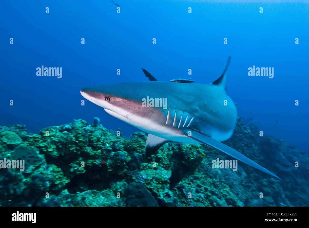 Requin de récif des Caraïbes (Carcharhinus perezi) Banque D'Images