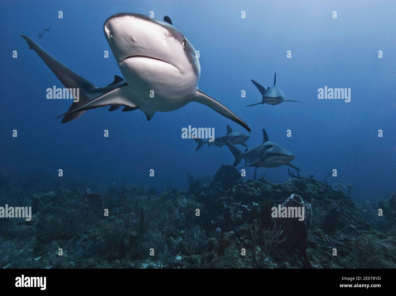 Requin de récif des Caraïbes (Carcharhinus perezi) Banque D'Images