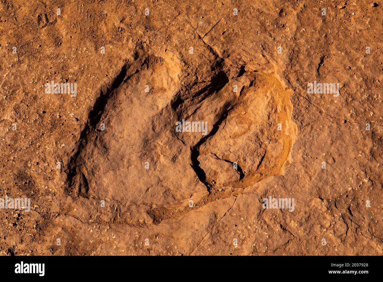 Traces d'un dinosaure de type théropode bipedal qui mangeait de la viande et qui pesait jusqu'à 1,000 livres, dans le site de la piste de dinosaures de Warner Valley de BLM près de St. G Banque D'Images