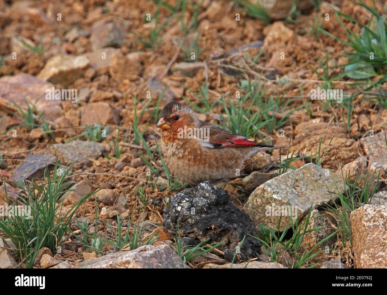 Finch ailé de cramoisi (Rhodopechys sanguinea aliena) adulte mâle au sol montagnes de l'Atlas, Maroc Mai Banque D'Images