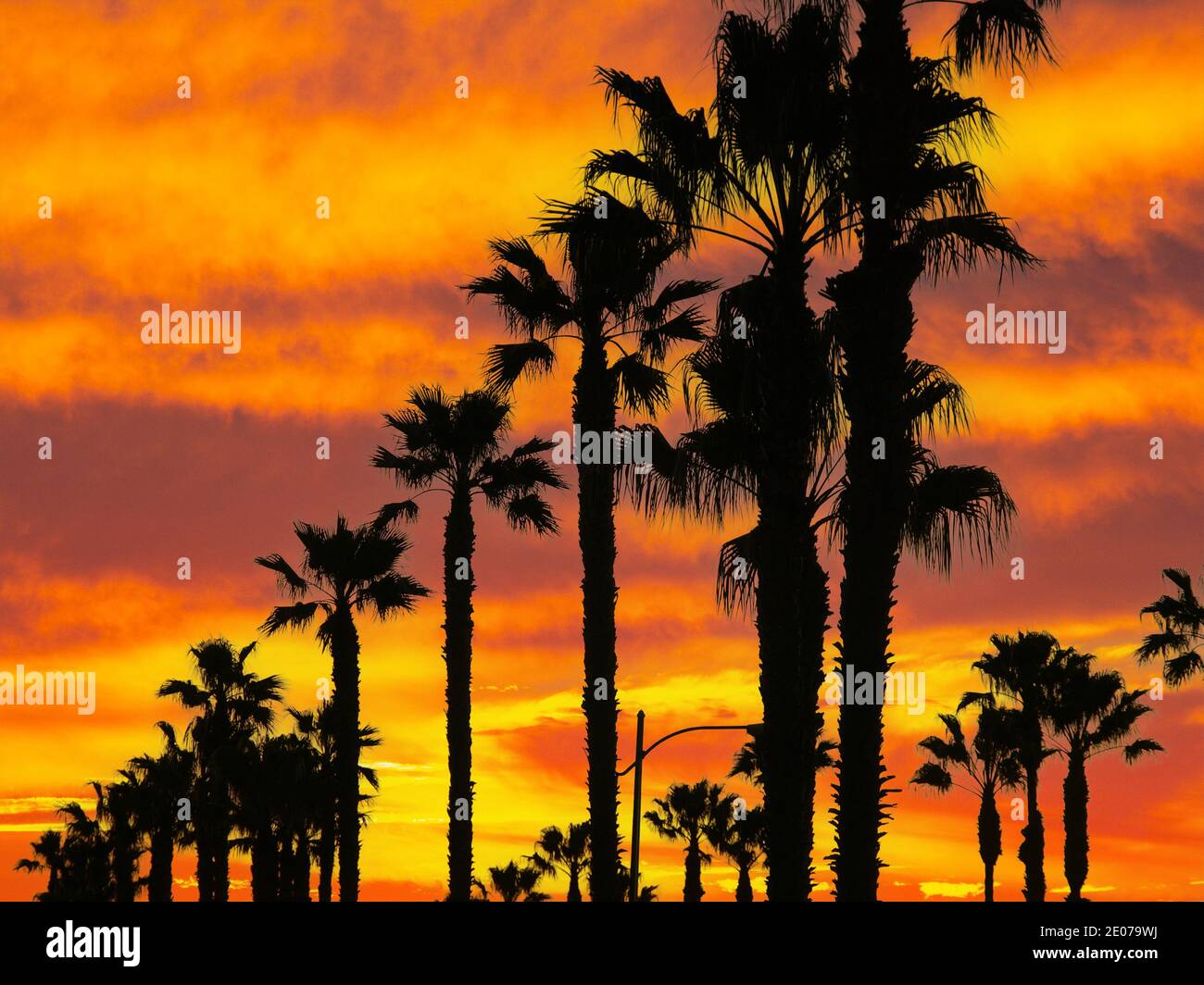 Palmiers imposants avec ciel orangé au coucher du soleil à Los Angeles, Californie. Banque D'Images