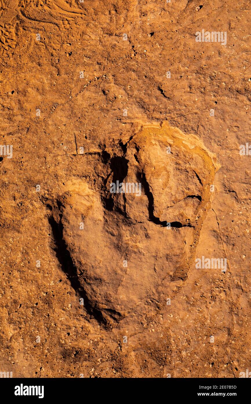 Traces d'un dinosaure de type théropode bipedal qui mangeait de la viande et qui pesait jusqu'à 1,000 livres, dans le site de la piste de dinosaures de Warner Valley de BLM près de St. G Banque D'Images