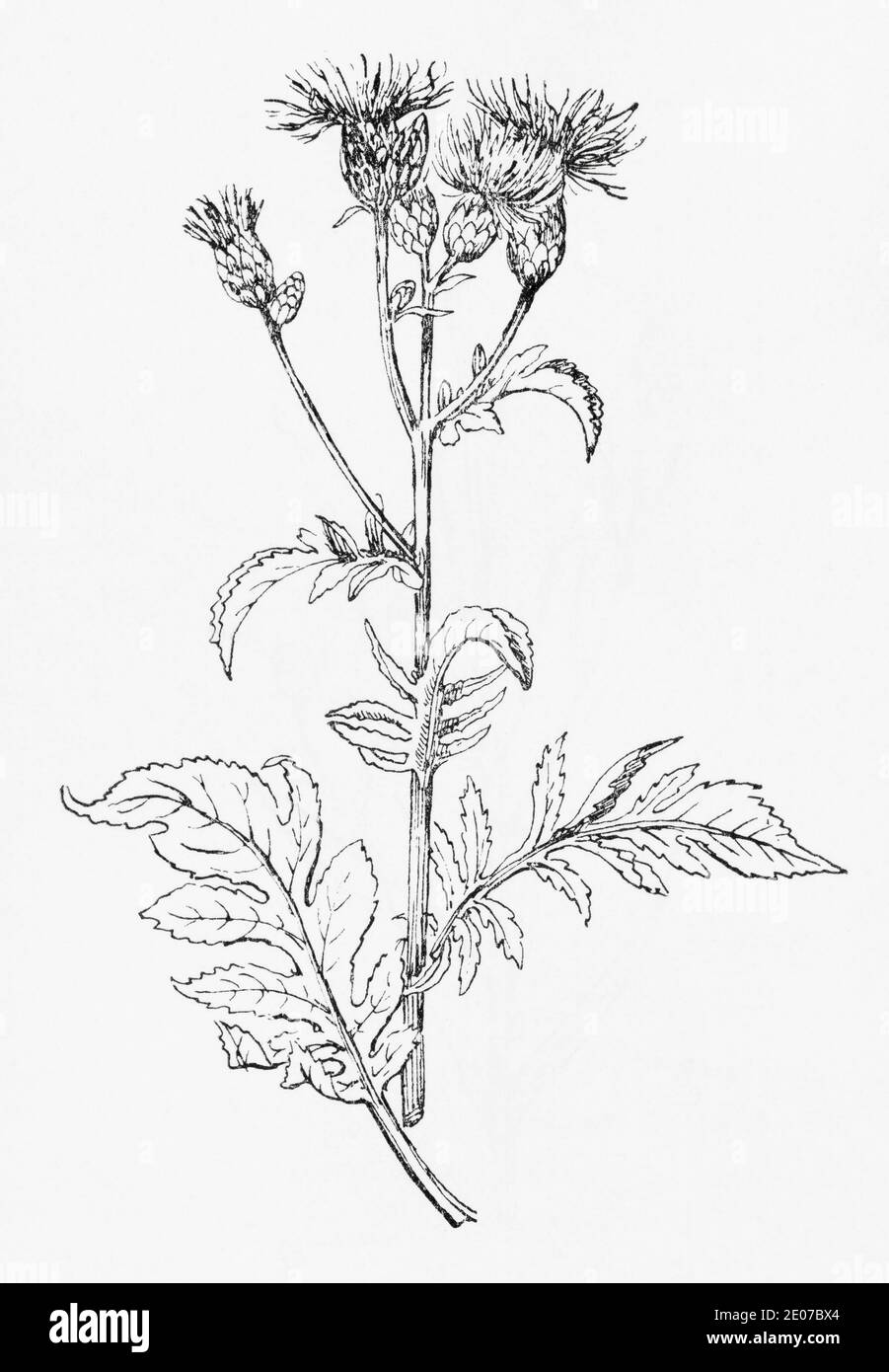 Ancienne gravure d'illustration botanique de Sawwort / Serratula tinctoria. Voir Remarques Banque D'Images