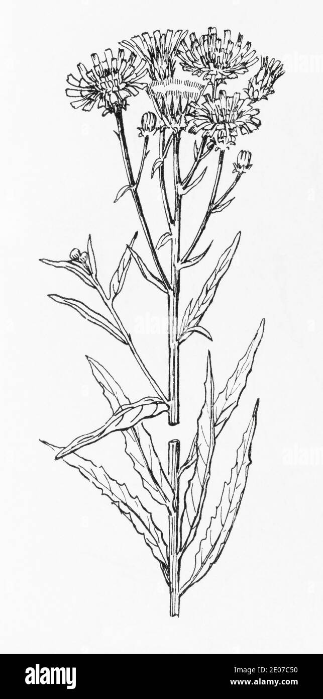 Ancienne gravure d'illustration botanique de l'herbe à feuilles étroites / Hieracium umbellatum. Voir Remarques Banque D'Images