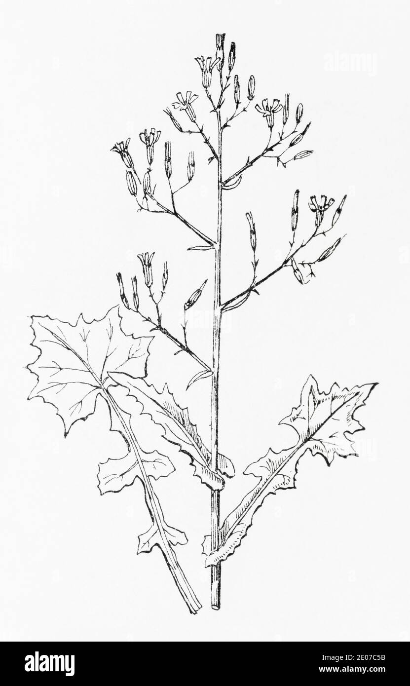 Ancienne gravure d'illustration botanique de laitue Ivy-leaved / Lactuca muralis, Mycelis muralis. Voir Remarques Banque D'Images