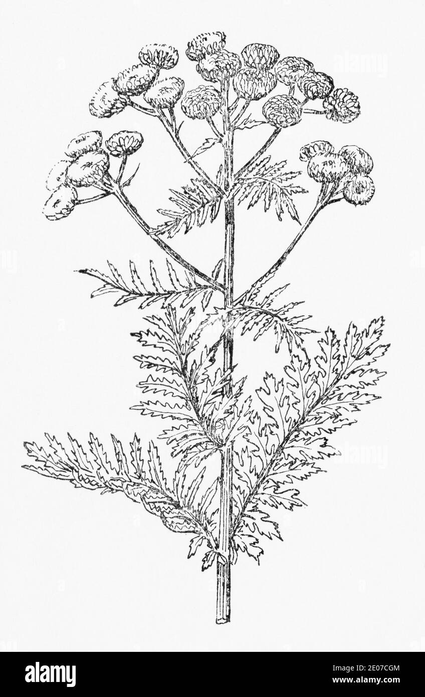 Ancienne gravure d'illustration botanique de Tansy / Tanacetum vulgare. Plante médicinale traditionnelle. Voir Remarques Banque D'Images