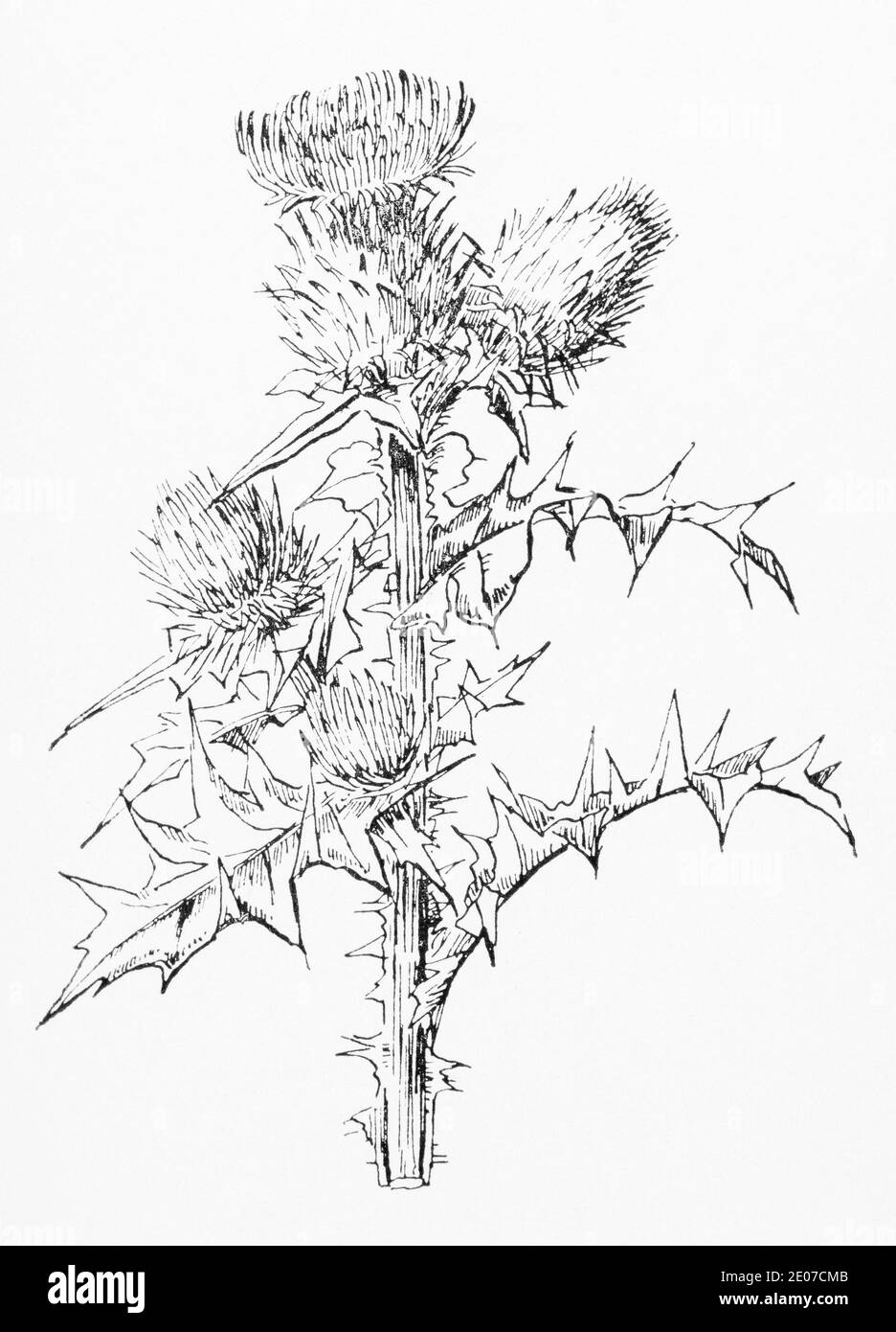 Ancienne gravure d'illustration botanique de Spear Thistle / Cirsium vulgare. Voir Remarques Banque D'Images