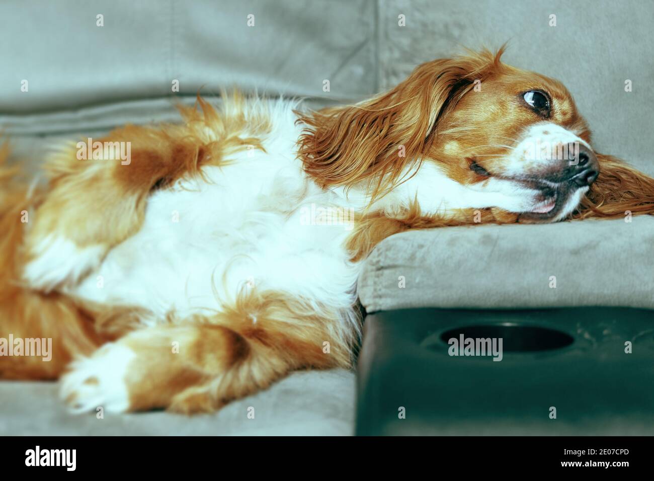 Adorable animal de compagnie de caniel de cocker Banque D'Images