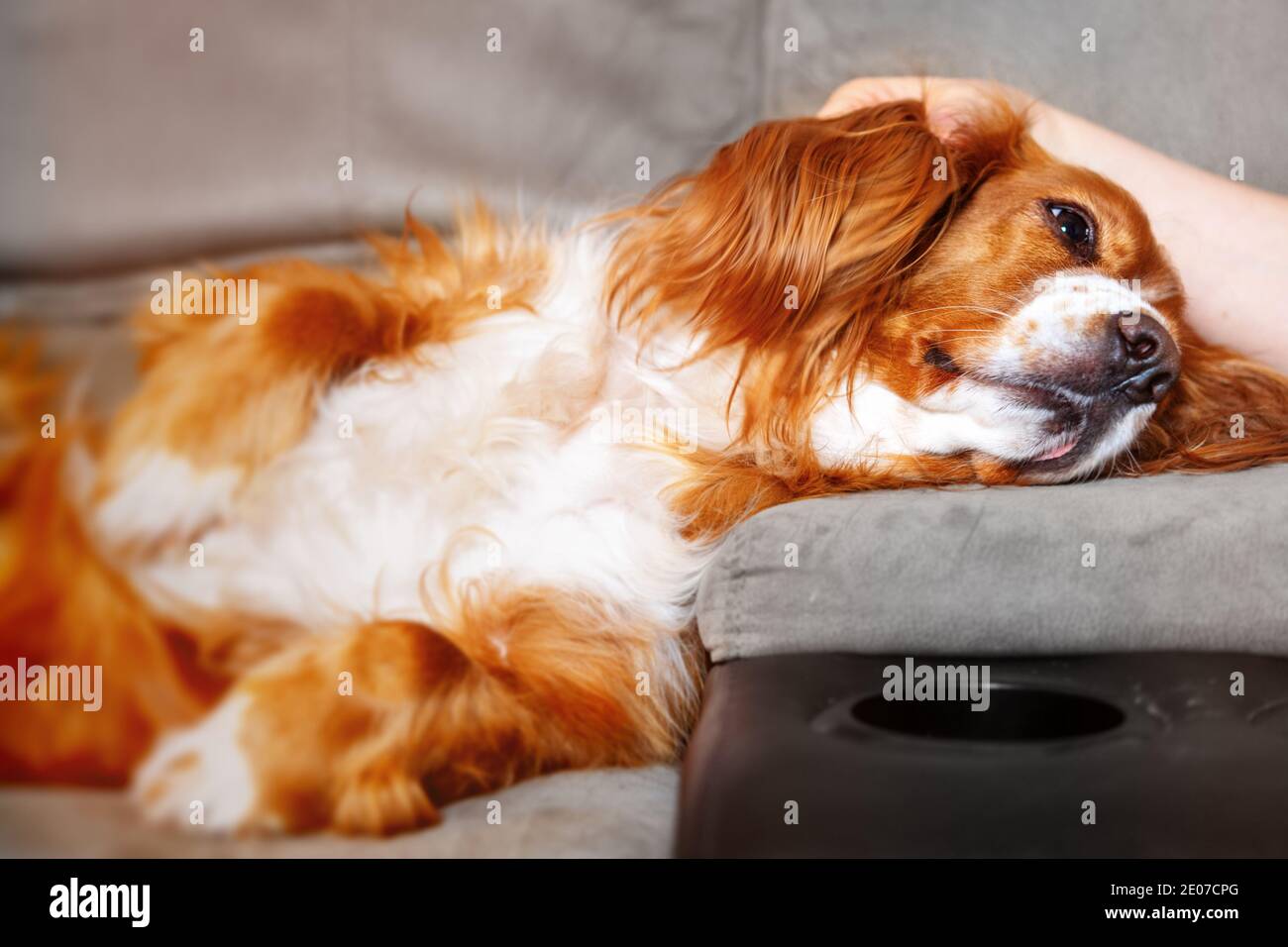Adorable animal de compagnie de caniel de cocker Banque D'Images