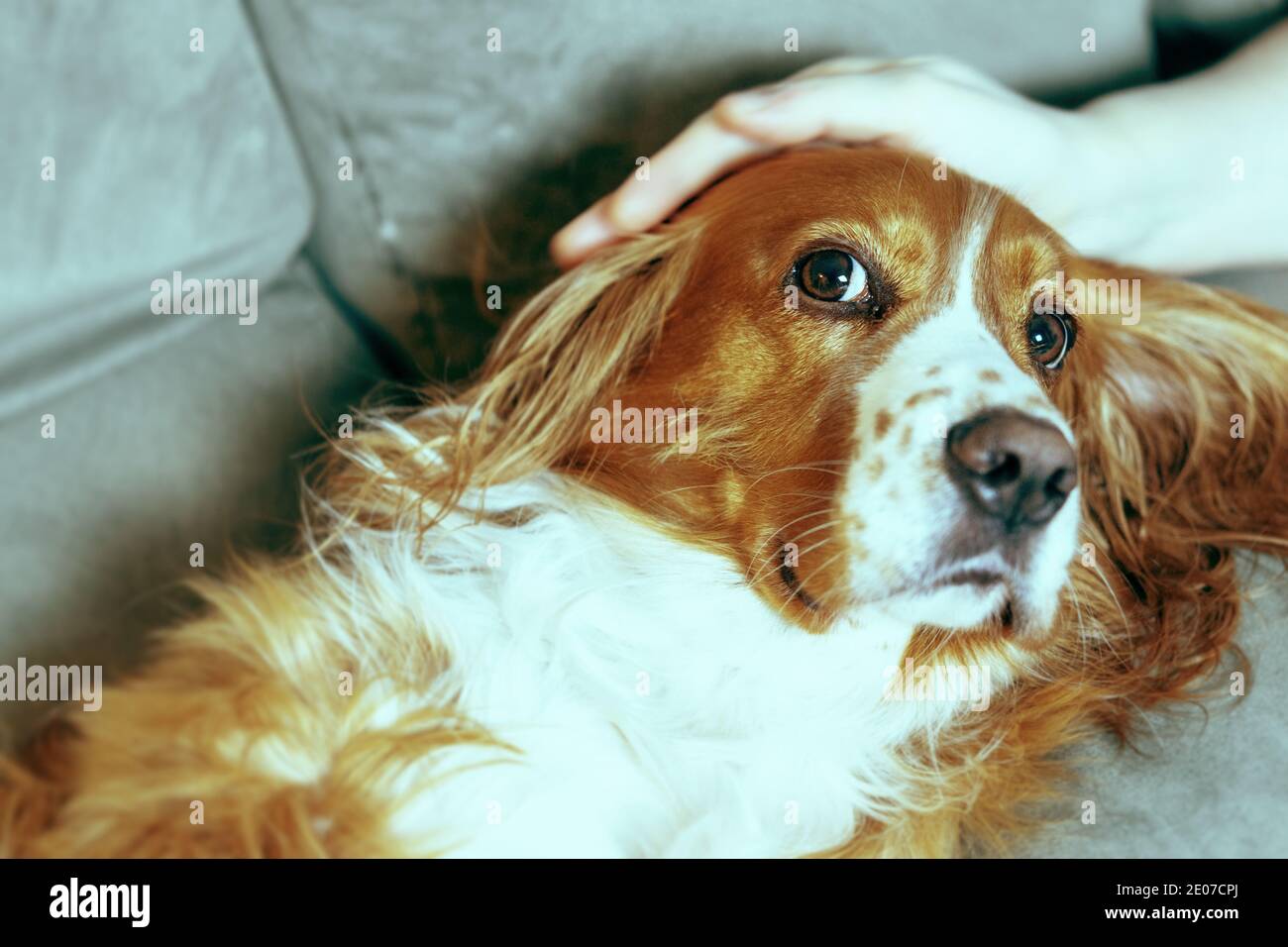 Adorable animal de compagnie de caniel de cocker Banque D'Images