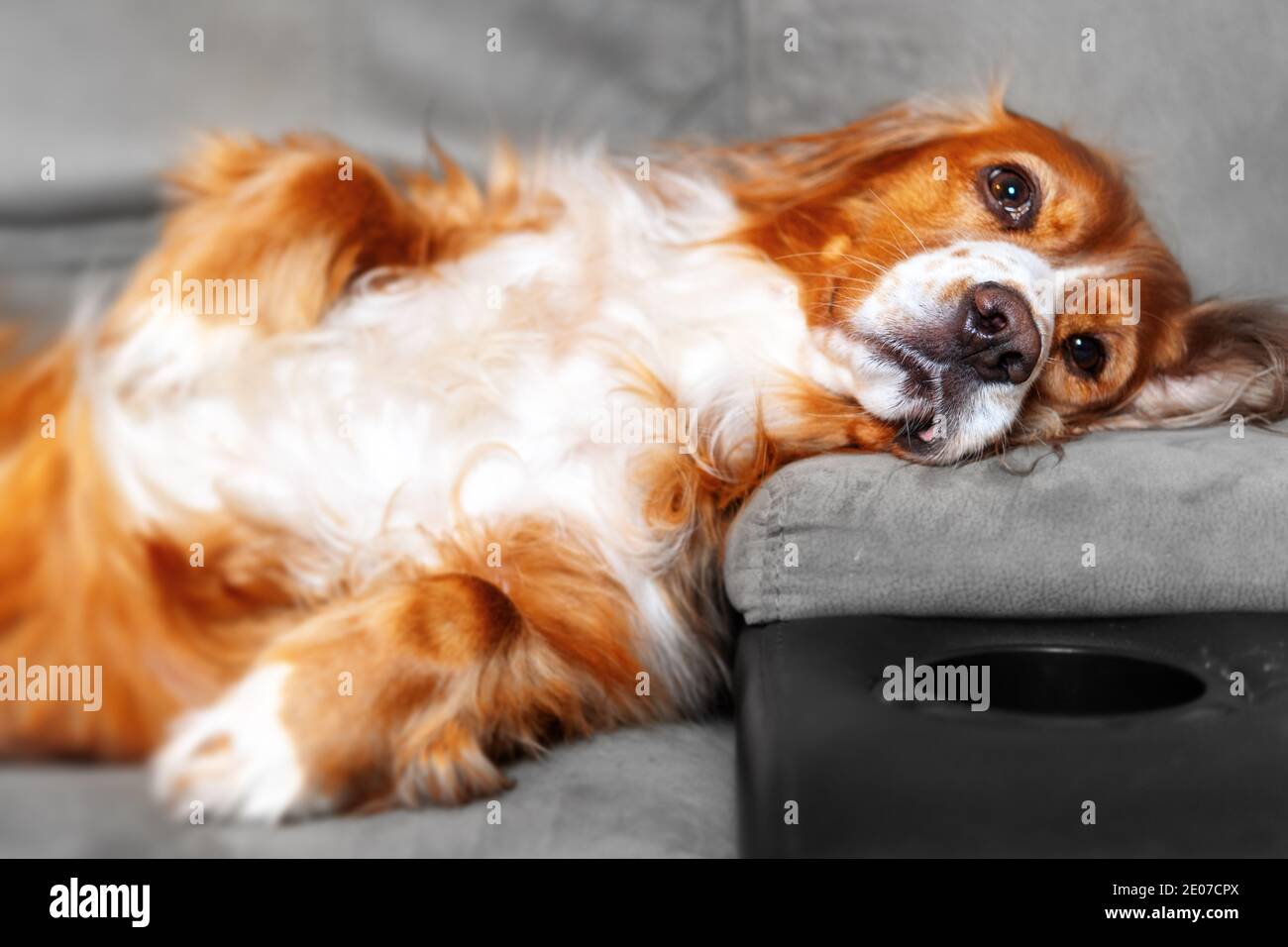 Adorable animal de compagnie de caniel de cocker Banque D'Images