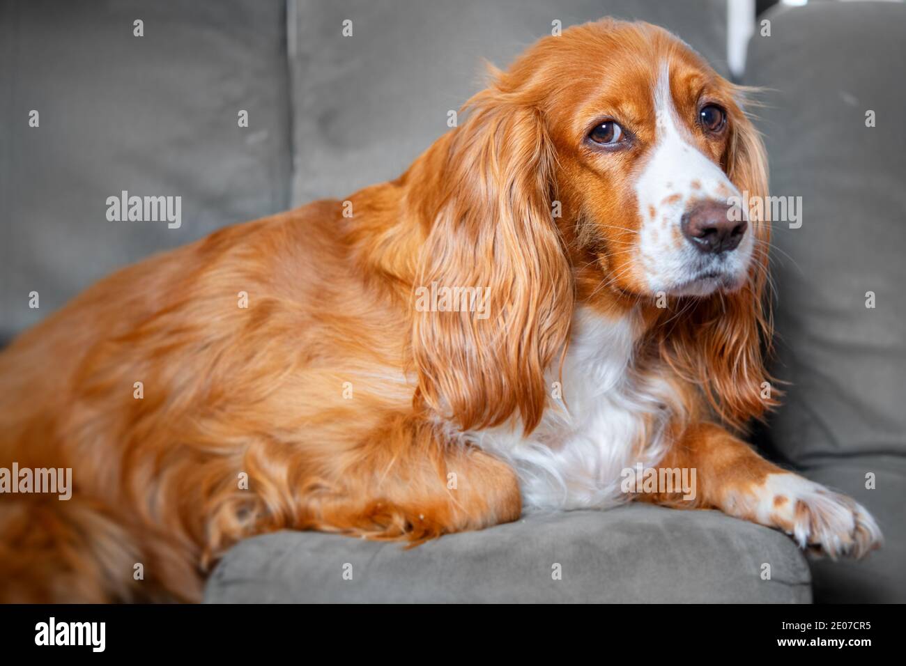 Adorable animal de compagnie de caniel de cocker Banque D'Images