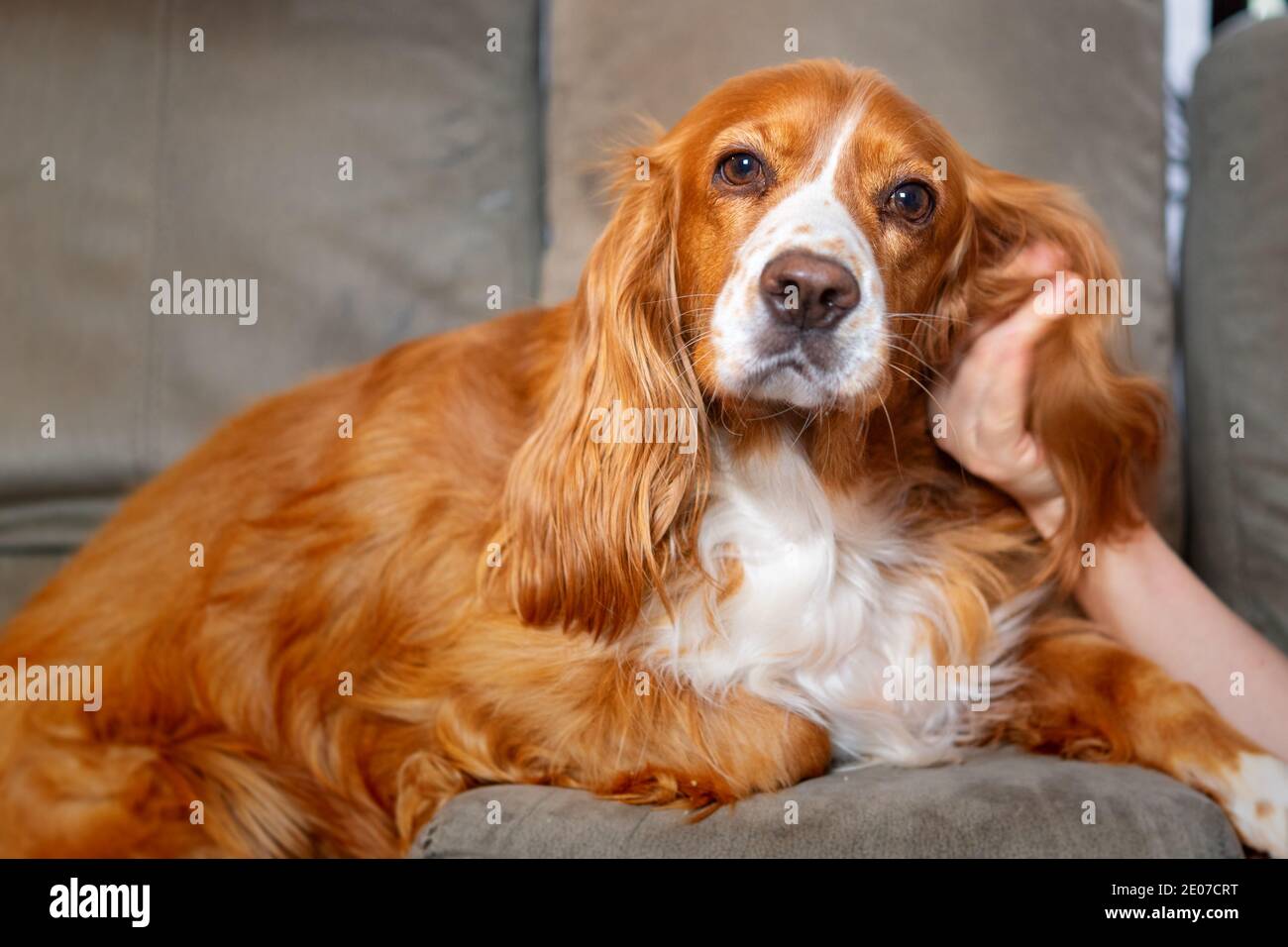 Adorable animal de compagnie de caniel de cocker Banque D'Images