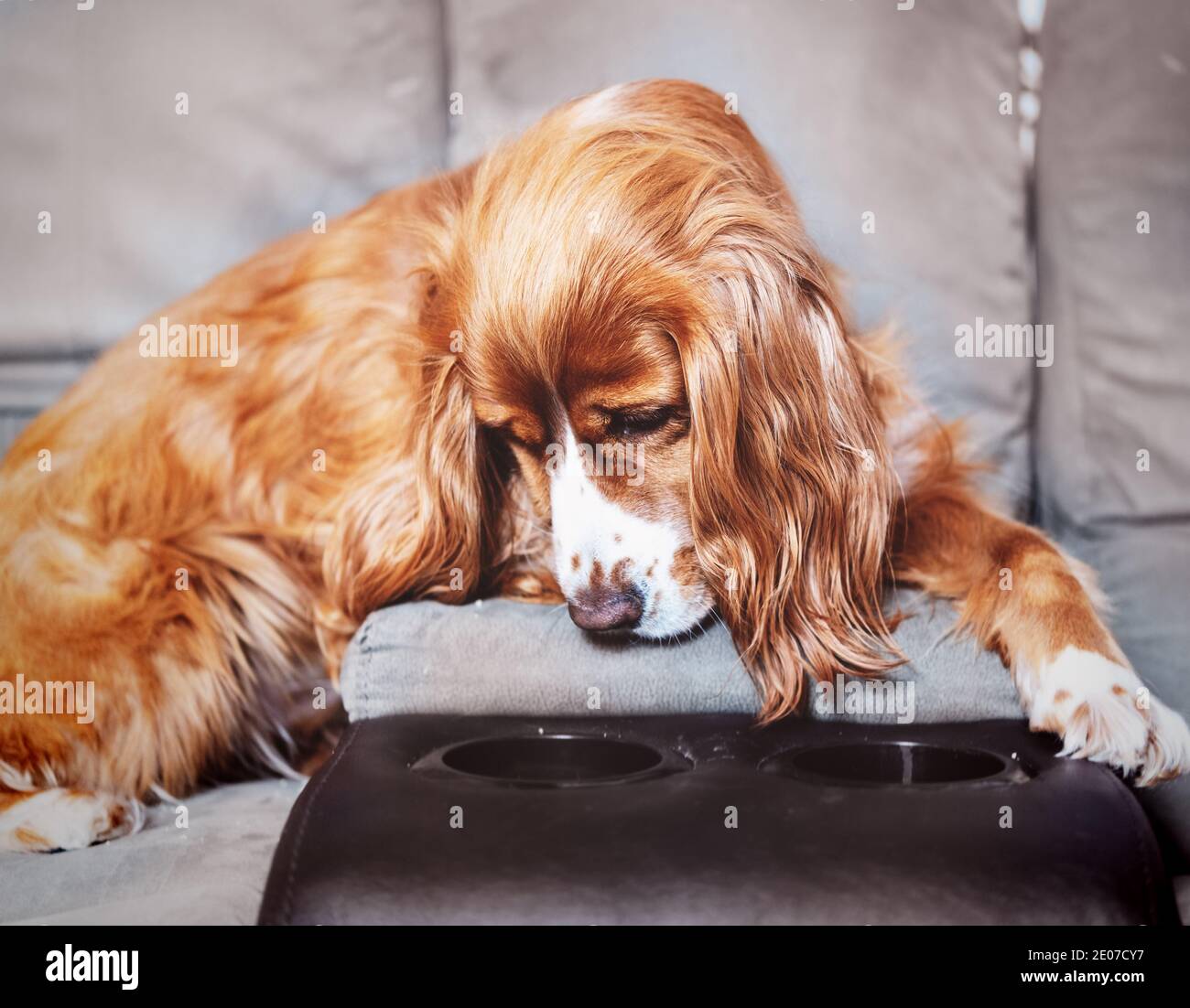 Adorable animal de compagnie de caniel de cocker Banque D'Images