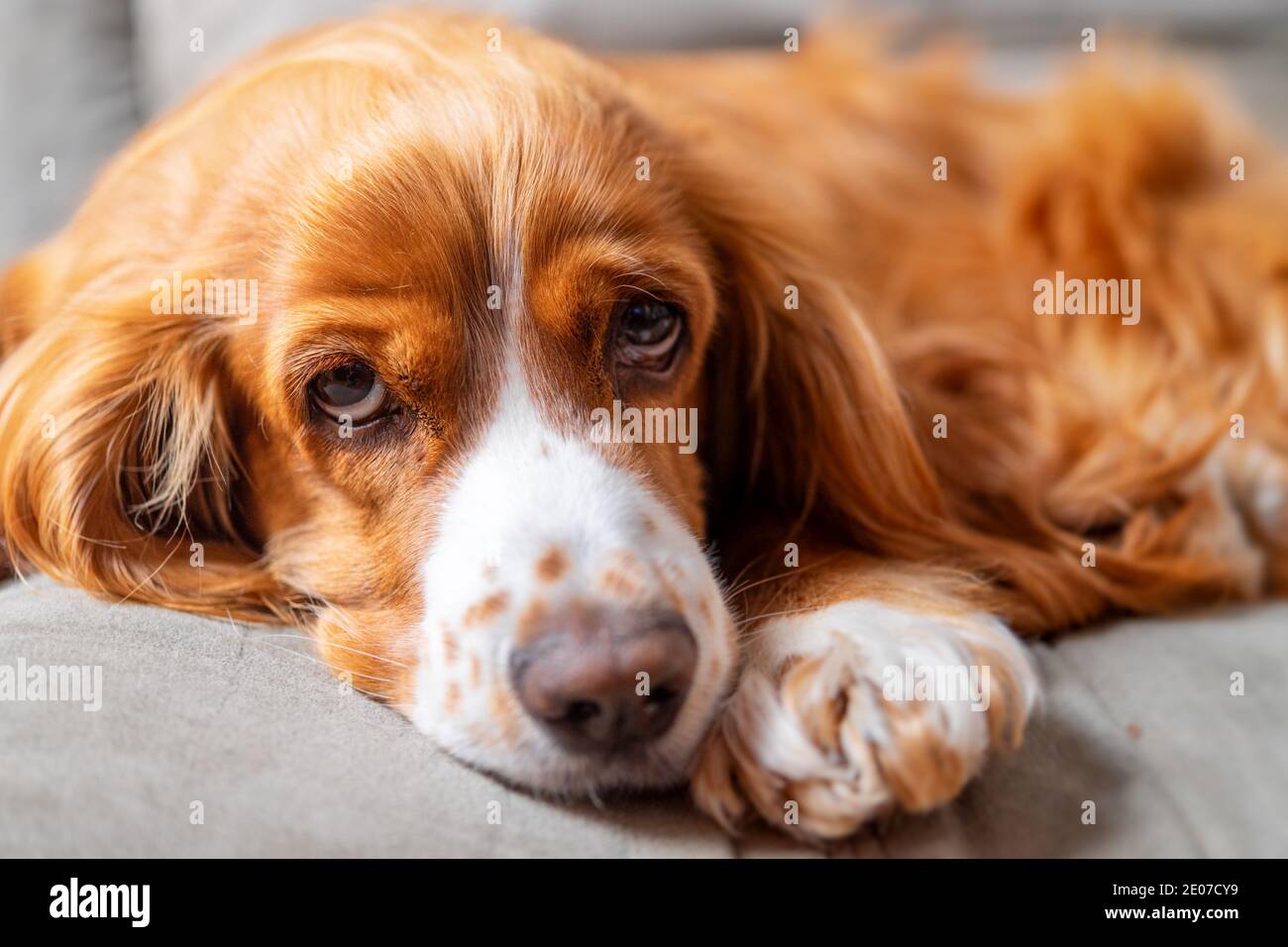Adorable animal de compagnie de caniel de cocker Banque D'Images
