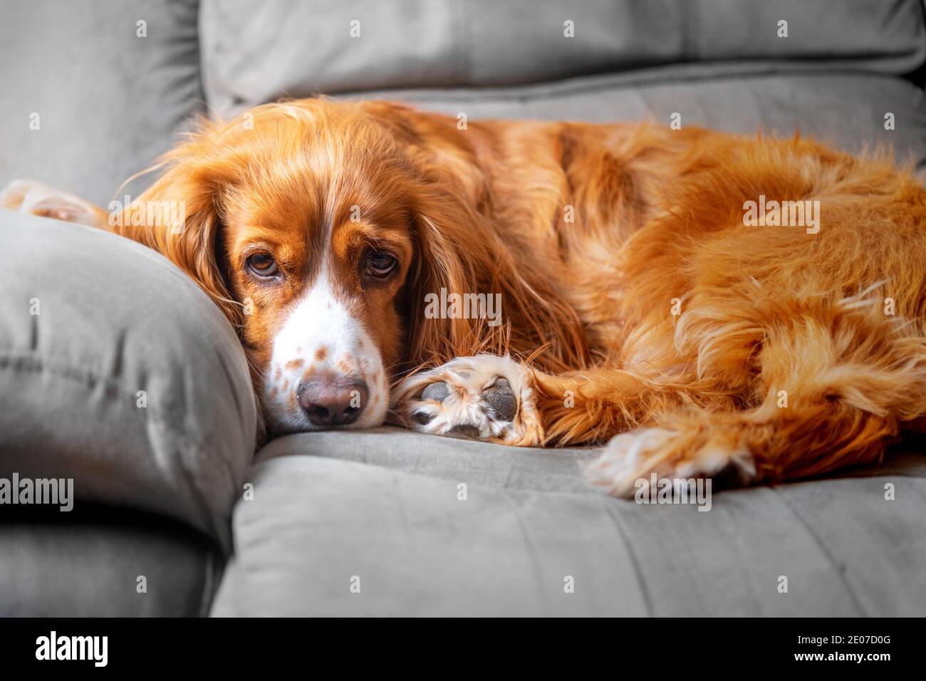 Adorable animal de compagnie de caniel de cocker Banque D'Images
