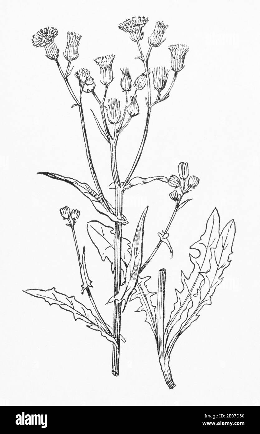 Ancienne gravure d'illustration botanique de la barbe de Hawksbeard lisse / Crepis capillaris, Crepis virens. Voir Remarques Banque D'Images
