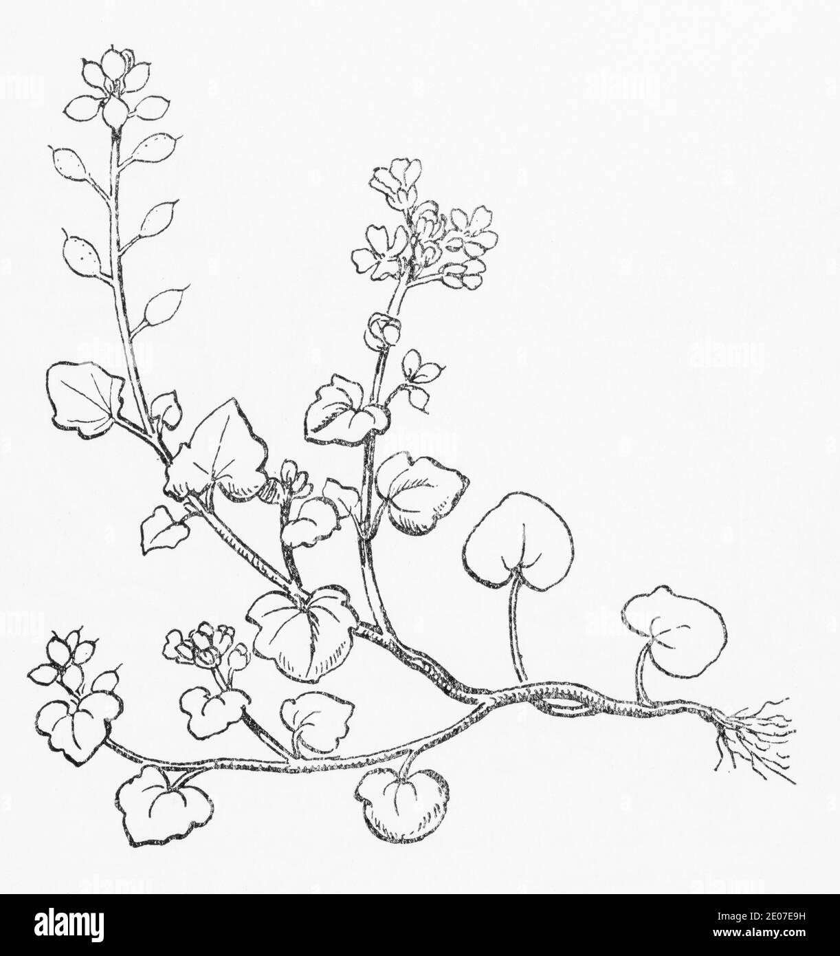 Ancienne gravure d'illustration botanique de Triangular-feuille Scurvy Grass / Cochlearia danica. Plante médicinale traditionnelle. Voir Remarques Banque D'Images