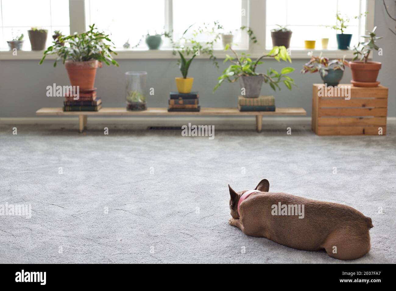 Un bulldog français couché sur le sol d'une chambre avec beaucoup de plantes de maison. Banque D'Images