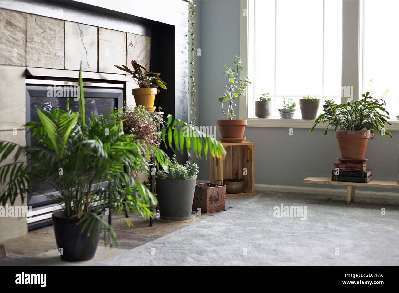 Une variété de plantes de maison dans le salon d'une maison. Banque D'Images