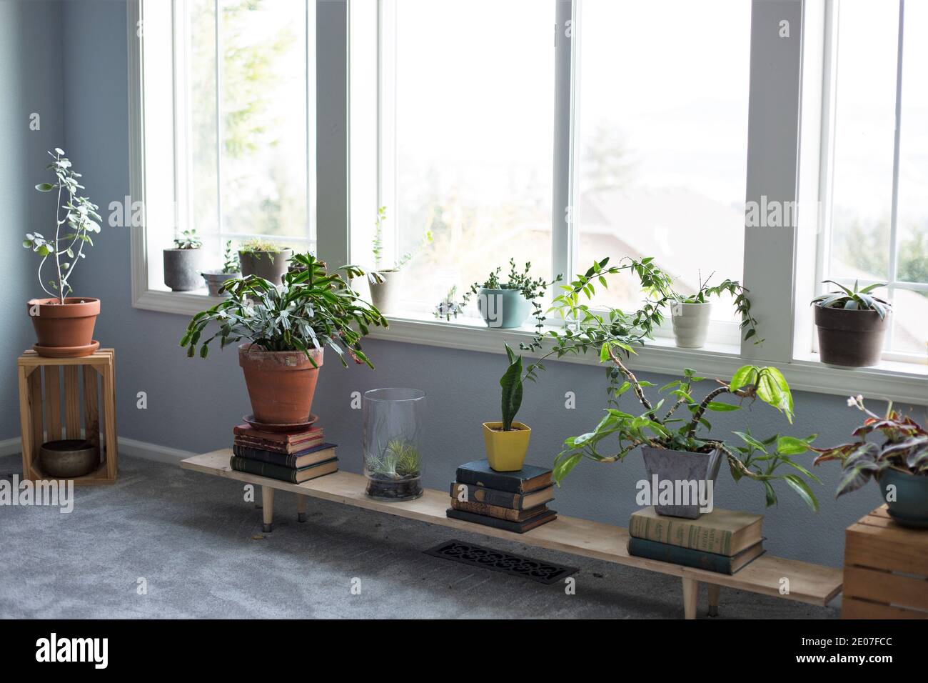 Une variété de plantes de maison dans le salon d'une maison. Banque D'Images