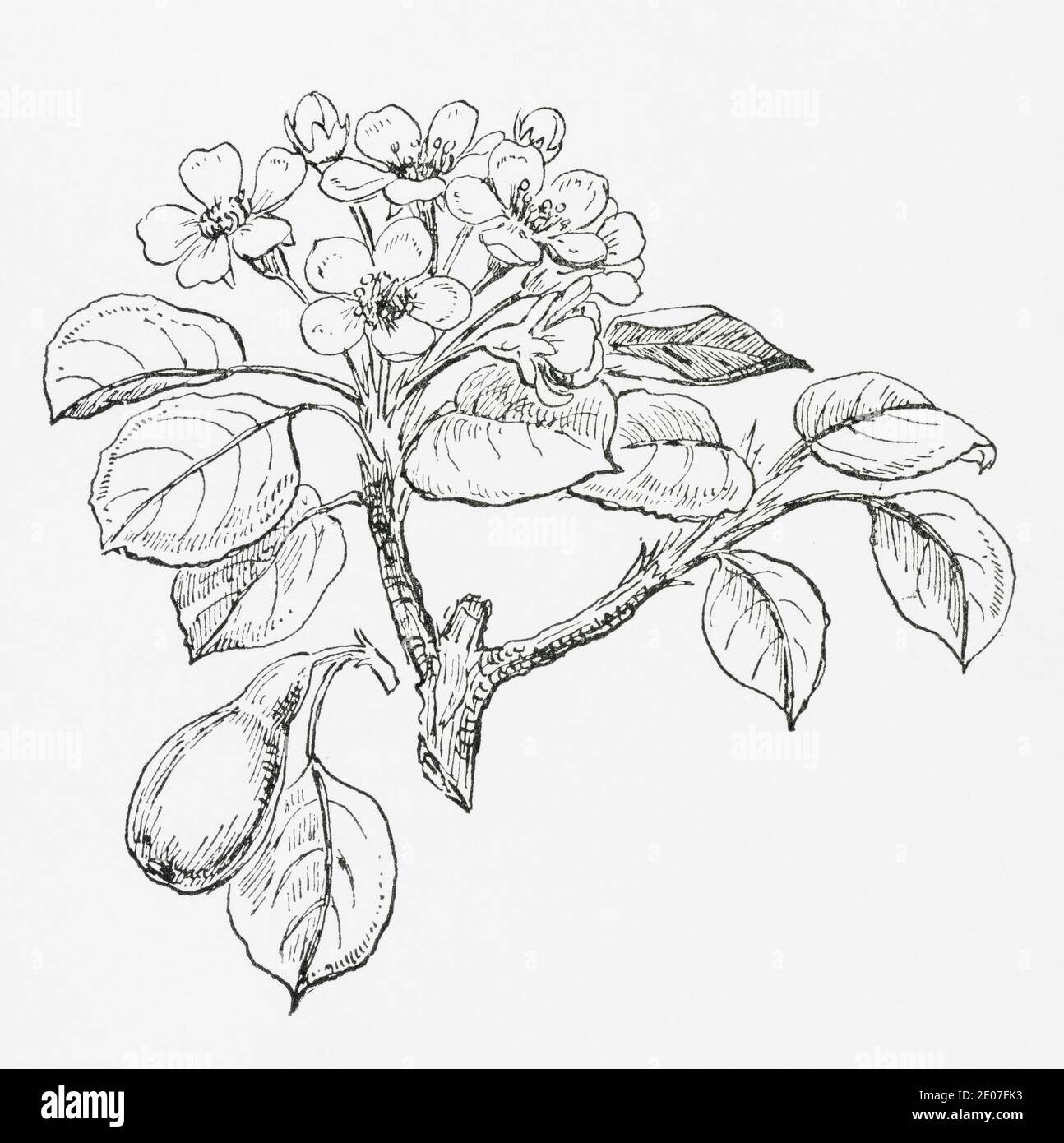Ancienne gravure d'illustration botanique de la poire sauvage / Pyrus communis. Plante médicinale traditionnelle. Voir Remarques Banque D'Images