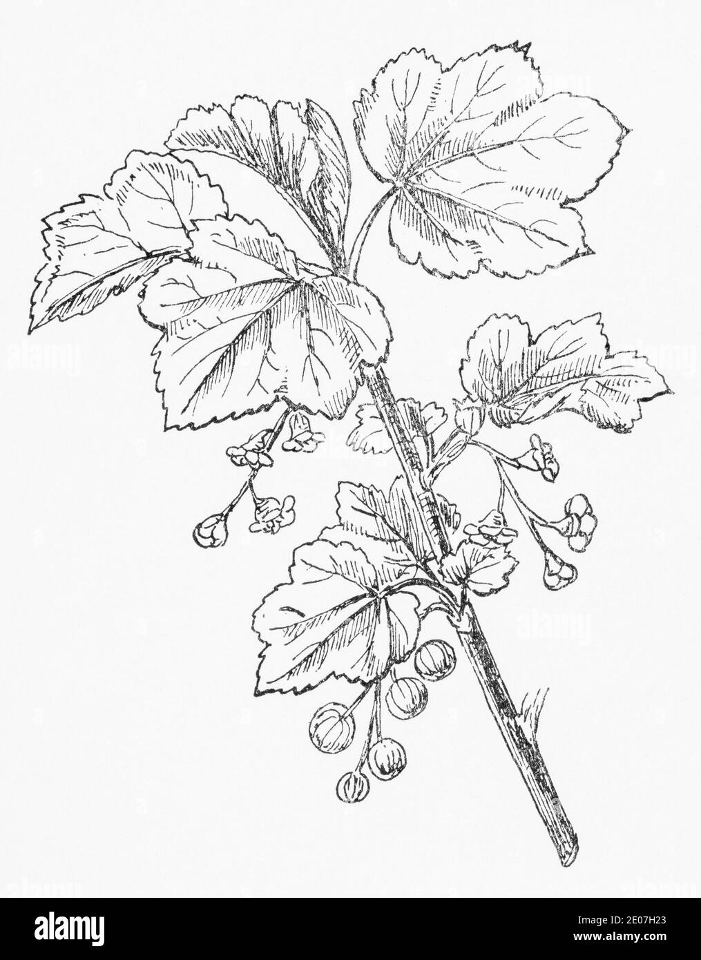Ancienne gravure d'illustration botanique de Currant rouge, groseille / Ribes rubrum. Plante médicinale traditionnelle. Voir Remarques Banque D'Images