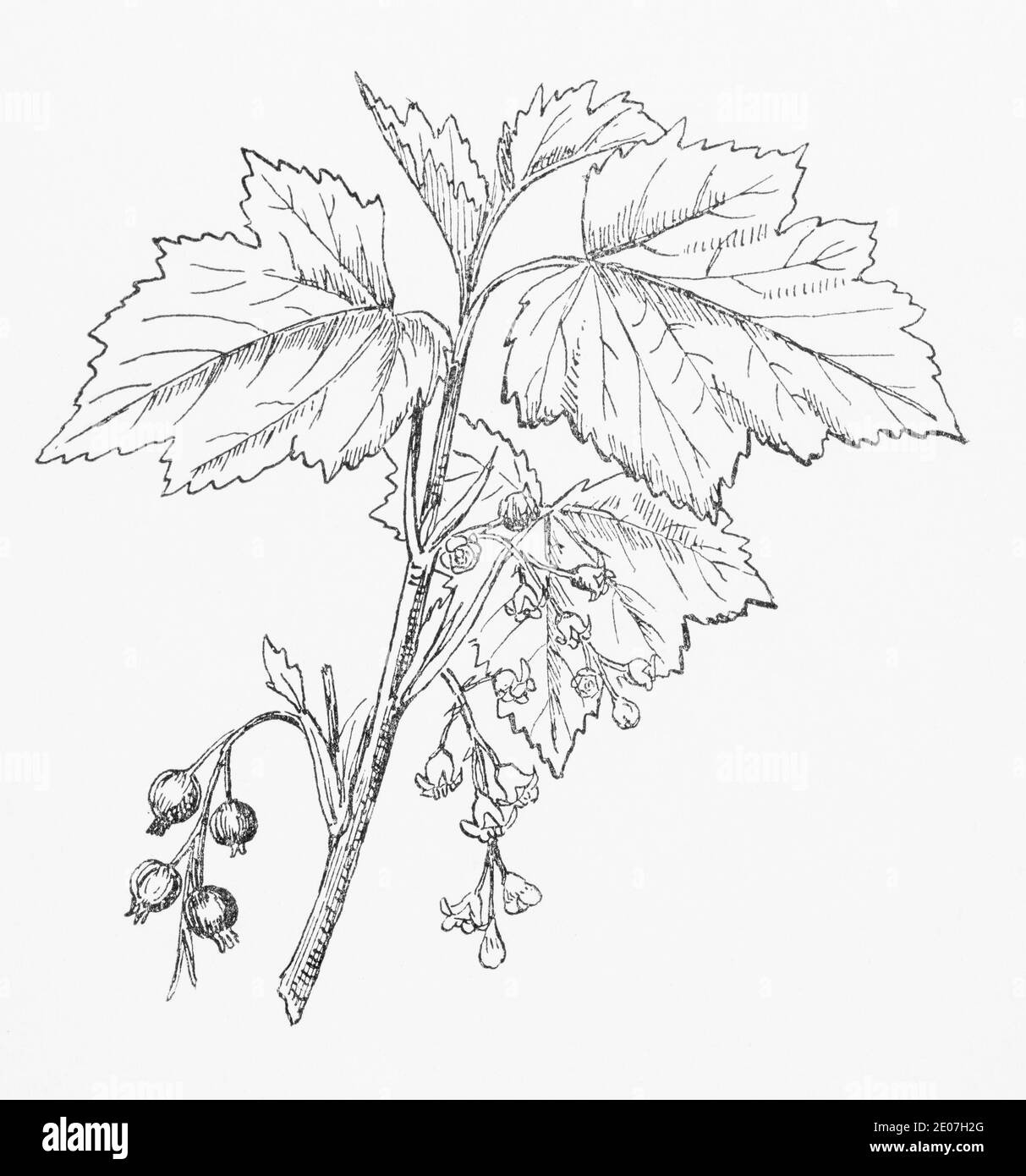 Ancienne gravure d'illustration botanique du currant noir, du cassis / Ribes nigrum. Plante médicinale traditionnelle. Voir Remarques Banque D'Images