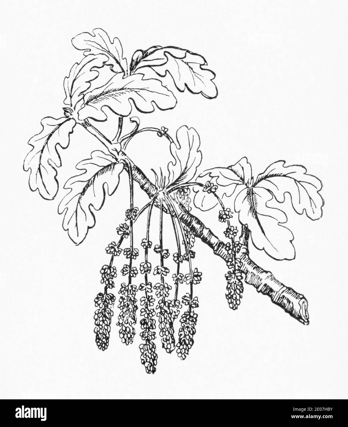 Ancienne gravure d'illustration botanique de Pedunculate Oak / Quercus robur, Quercus pedunculata. Plante médicinale traditionnelle. Voir Remarques Banque D'Images