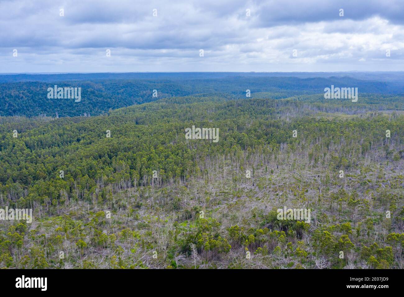 Vue aérienne de la forêt de Tarkine en tasmanie, Australie Banque D'Images