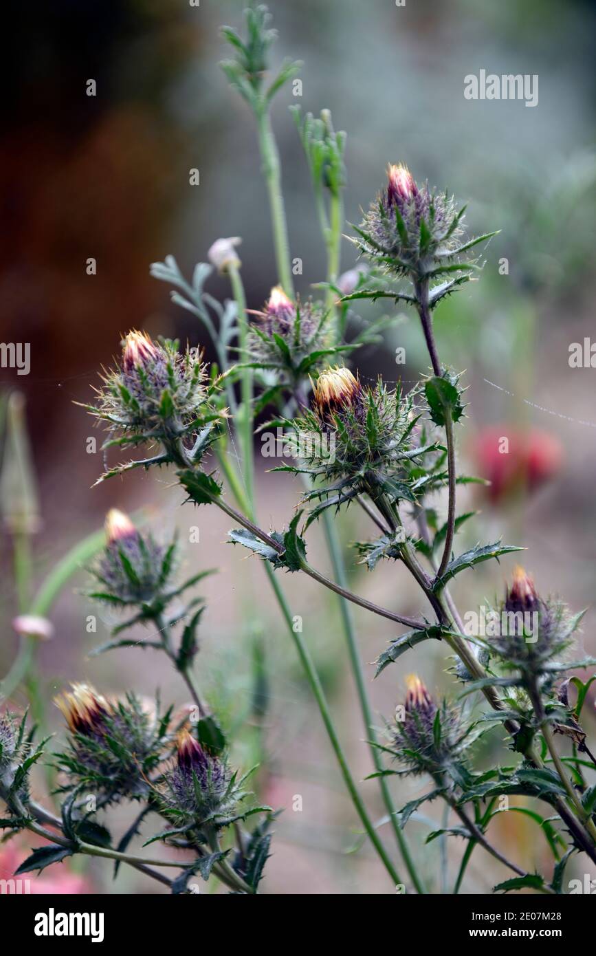 Carlina vulgaris,Carline vulgaris, biennaux,schéma de plantation mixte,veulflower,RM Floral Banque D'Images