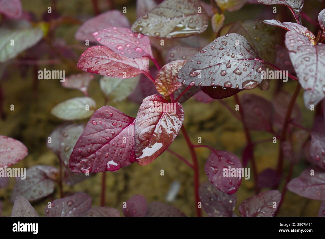 Feuilles d'épinards rouges, maranthe rouge légume feuillu poussant dans jardin de cuisine de cour. La pluie tombe sur les feuilles. Magnifique duri de légumes indiens à feuilles rouges Banque D'Images
