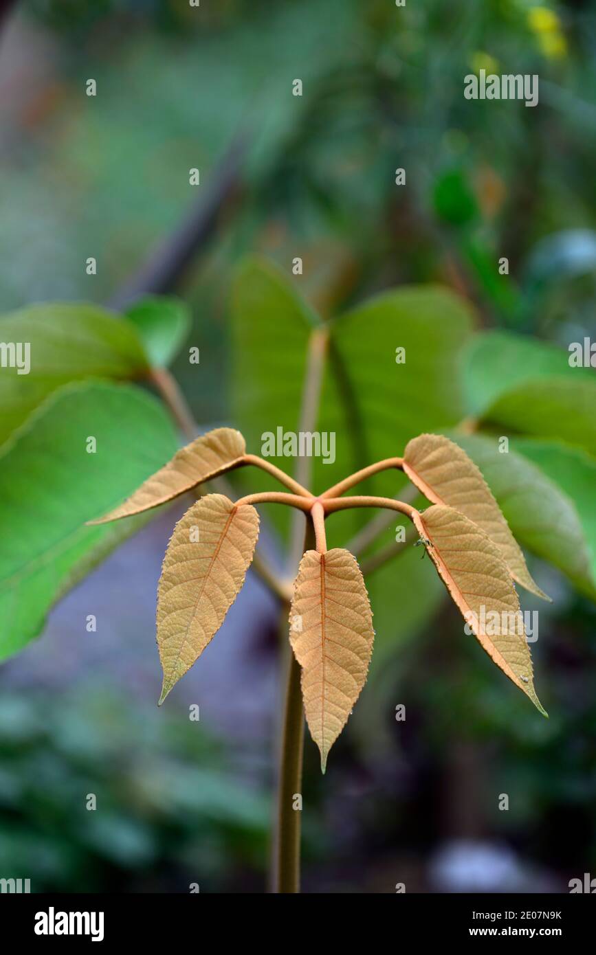 Schefflera delavayi,nouvelle croissance,feuilles,vertes,feuillage,tropical,exotique,plante,nouvelle croissance,feuillage vert, feuilles vertes,feuillage à feuilles persistantes,RM Floral Banque D'Images