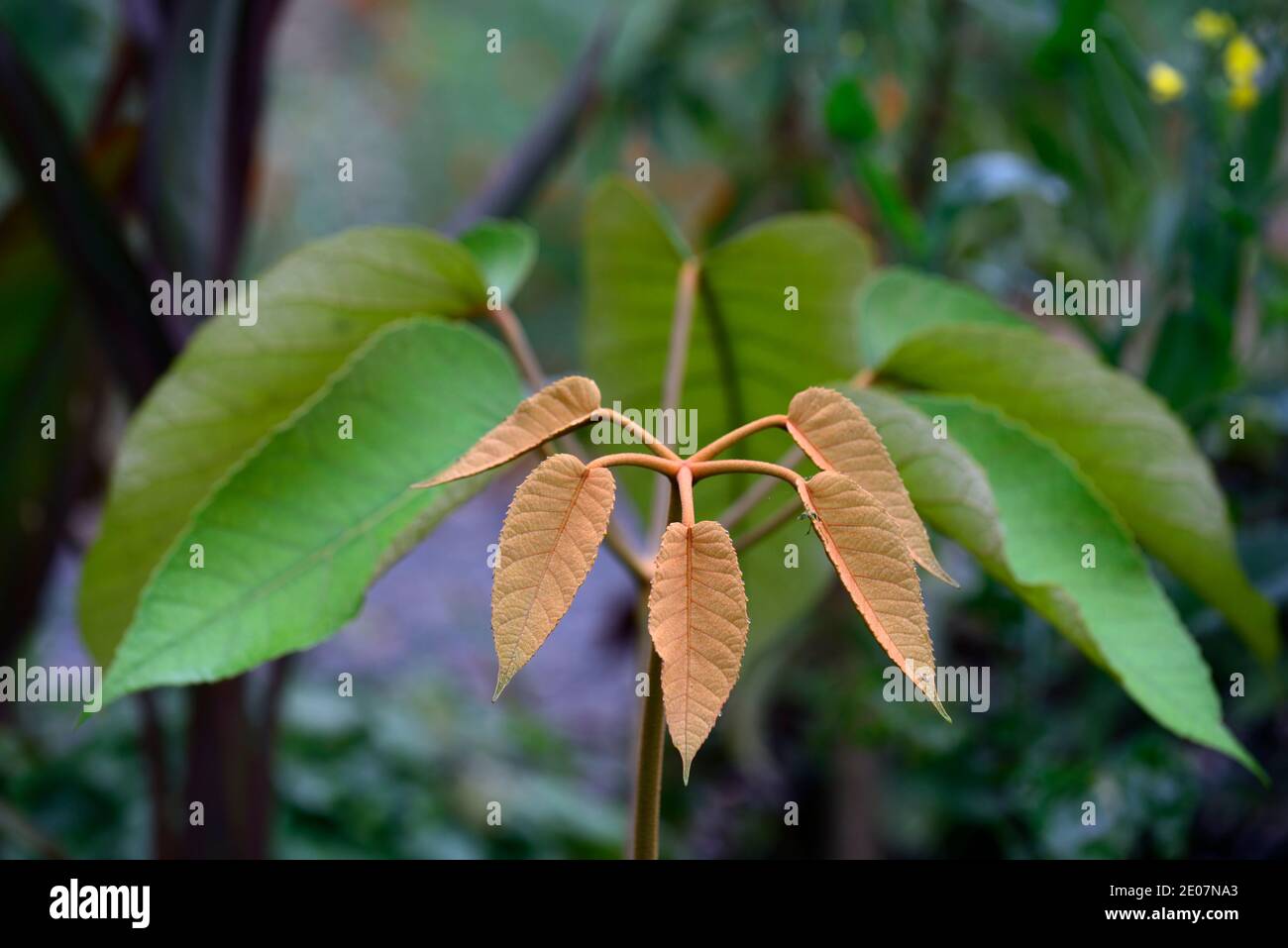 Schefflera delavayi,nouvelle croissance,feuilles,vertes,feuillage,tropical,exotique,plante,nouvelle croissance,feuillage vert, feuilles vertes,feuillage à feuilles persistantes,RM Floral Banque D'Images