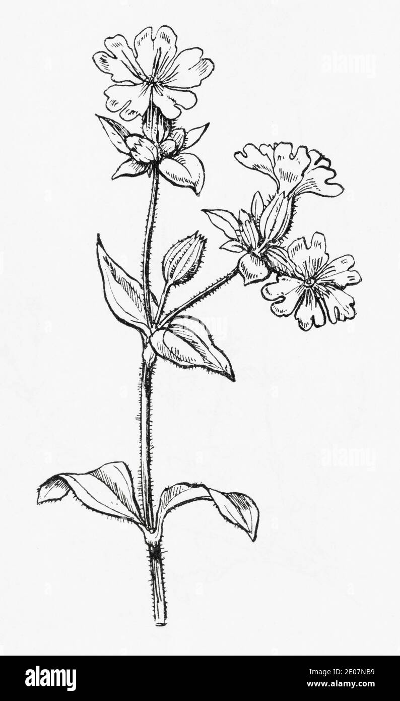 Ancienne gravure d'illustration botanique de White Campion / Silene latifolia, Lychnis alba, Silene alba. Voir Remarques Banque D'Images