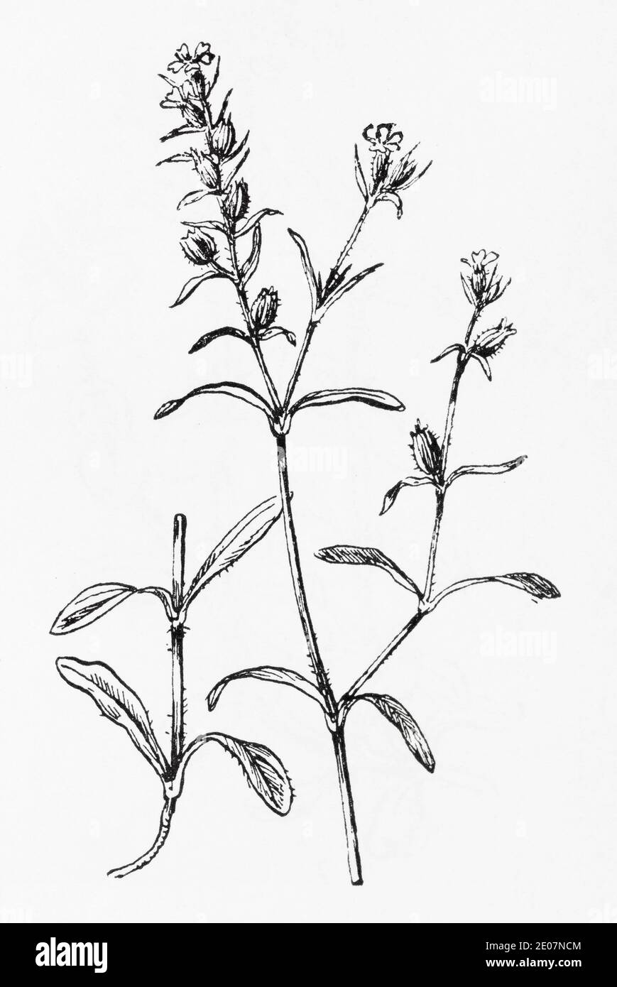 Ancienne gravure d'illustration botanique de la mouche anglaise / Silene gallica, Silene anglica. Plante médicinale traditionnelle. Voir Remarques Banque D'Images