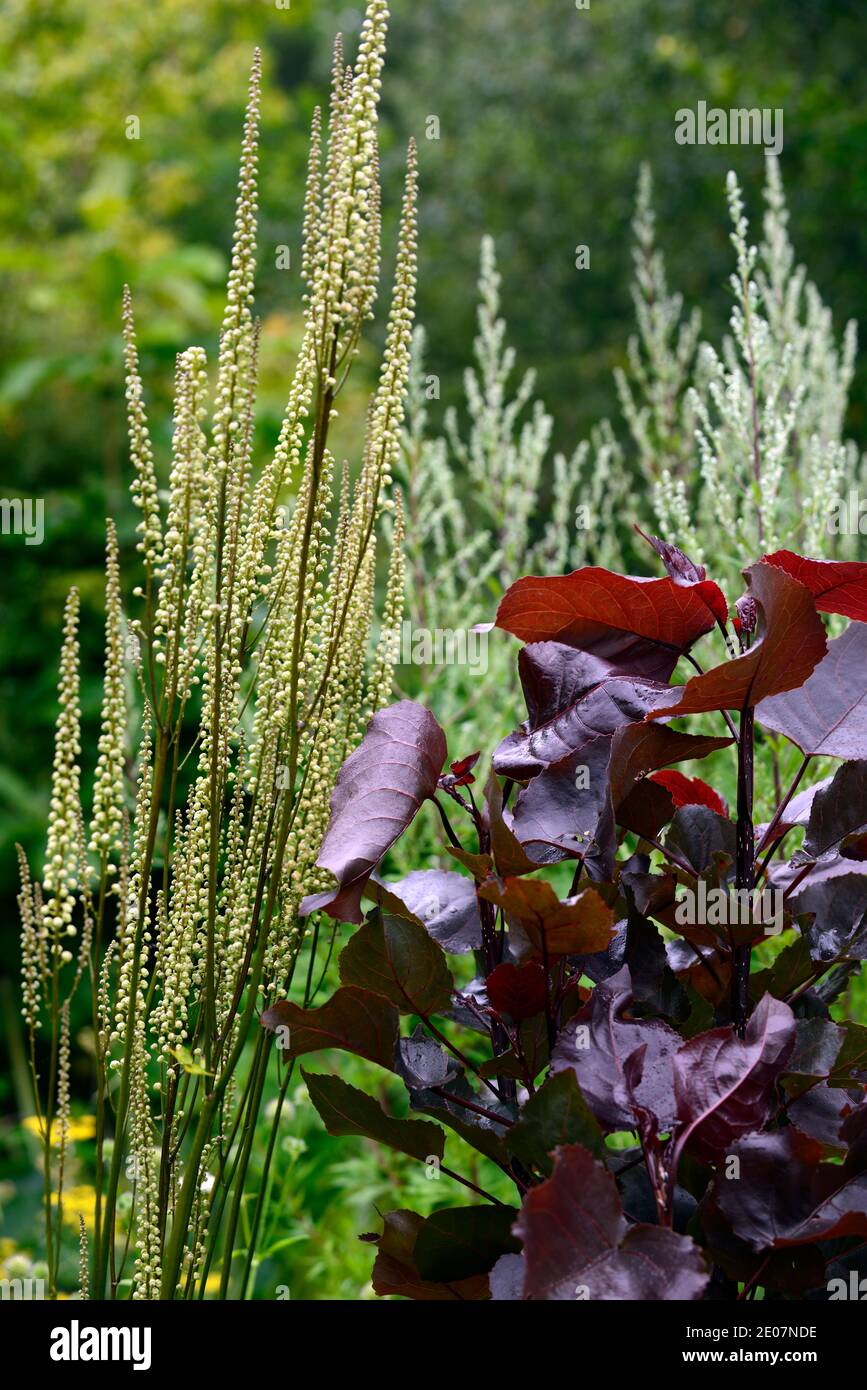 Populus deltoides Purple Tower ,Eastern Cottonwood,feuilles,feuillage,Actaea cordifolia Blickfang,blanc fleur,fleurs,fleur en pointe,floraison,vivace,pe Banque D'Images